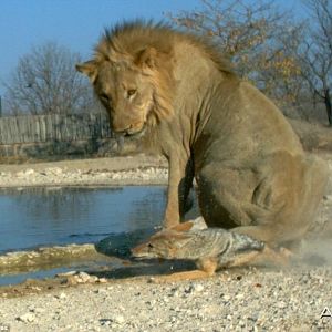 Feisty Jackal takes on huge Lion