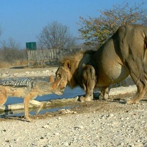 Feisty Jackal takes on huge Lion