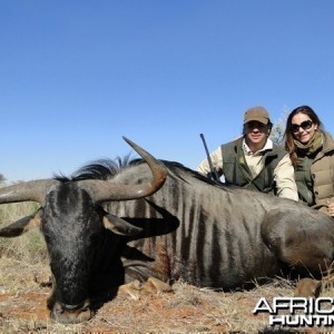 Blue Wildebeest