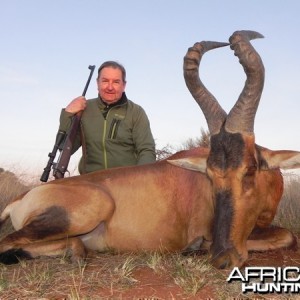 Red Hartebeest