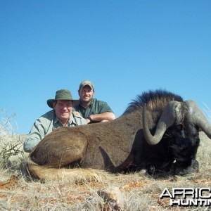 Black Wildebeest