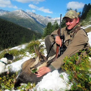 Alpine Chamois