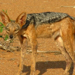 Black-Backed Jackal, Kenya