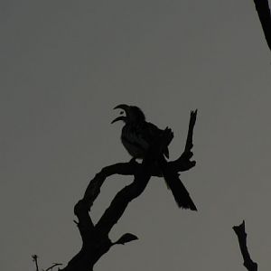 Feeding Hornbill