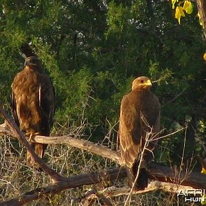 Tawny Eagles