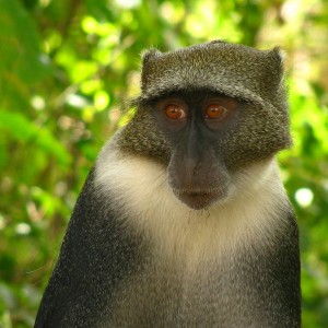 Syke's Monkey