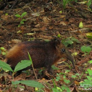 Golden-rumped elephant Shrew