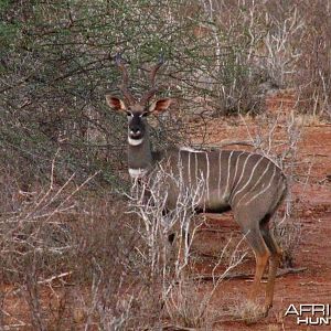 Lesser Kudu