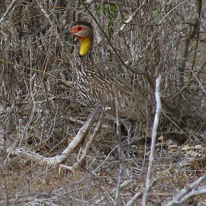 Yellow-necked Spurfowl