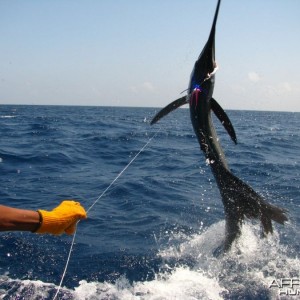 Sailfish