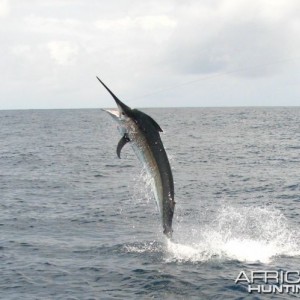 Black Marlin