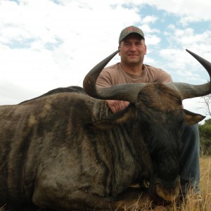 Blue Wildebeest