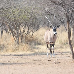 Gemsbok Namibia