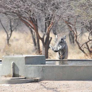 Warthog Namibia