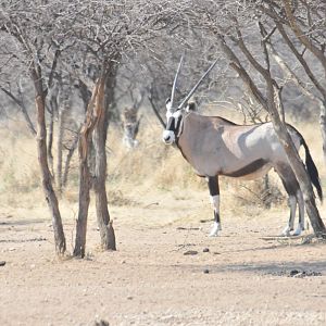 Gemsbok Namibia