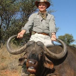 Cape Buffalo