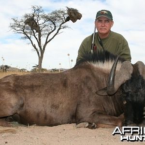 Black Wildebeest