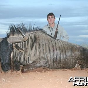 Blue Wildebeest