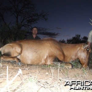 Hartebeest