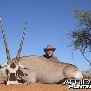 Gemsbok / Oryx