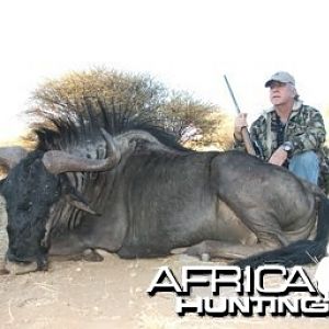 Blue Wildebeest