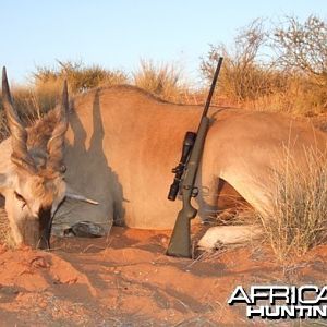 Cape Eland