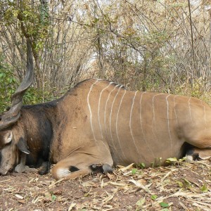 Hunting Giant Eland in CAR