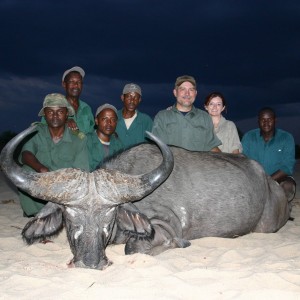 Cape Buffalo