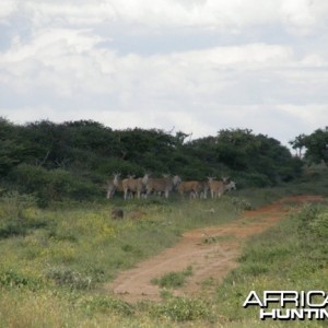 Namibia Cape Eland