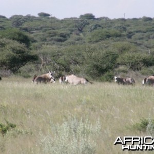 Namibia Gemsbok