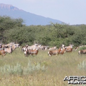 Namibia Gemsbok