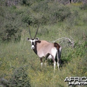 Namibia Gemsbok