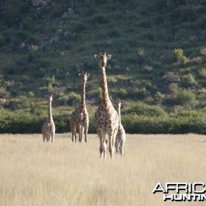 Namibia Giraffe