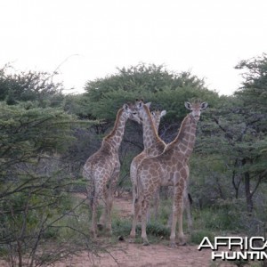 Namibia Giraffe