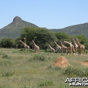 Namibia Giraffe