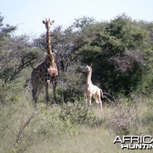 Namibia Giraffe