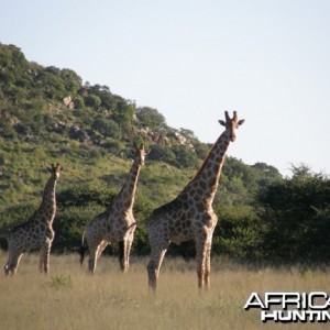 Namibia Giraffe