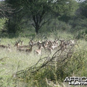 Namibia Impala