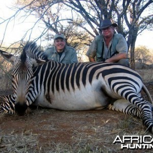 Hartmann's Zebra Hunt Namibia