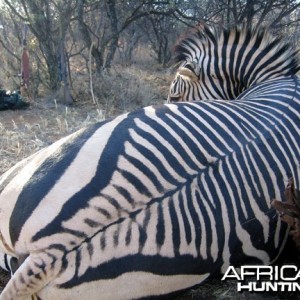 Hartmann's Zebra Hunt Namibia