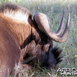 Black Wildebeest Namibia