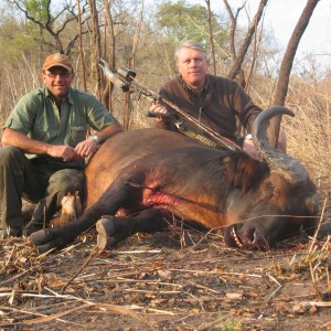 Bowhunting Buffalo CAR