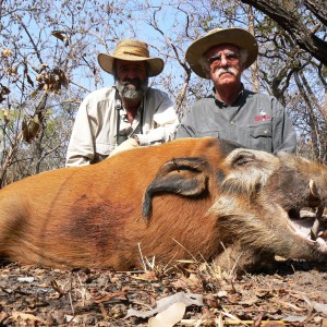 Red river hog hunting in CAR