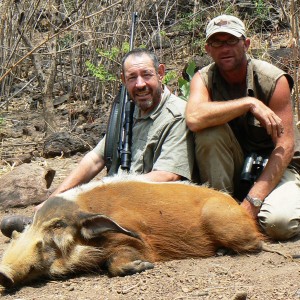 Red river hog hunting in CAR