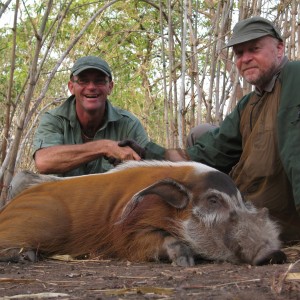 Red river hog hunting in CAR