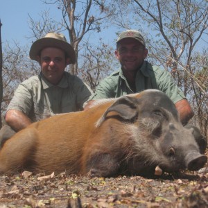 Red river hog hunting in CAR