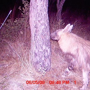 Brown Hyena