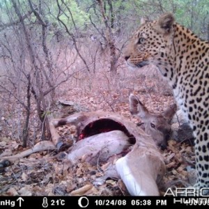 Leopard on Kudu