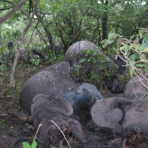 Elephant poaching in CAR