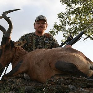 Red Hartebeest